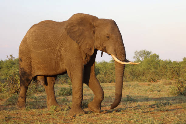 istock Afrikanischer Elefant / African elephant / Loxodonta africana 2201360097