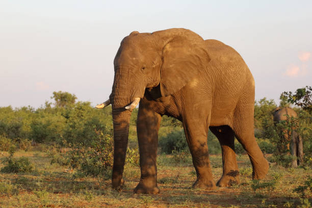 istock Afrikanischer Elefant / African elephant / Loxodonta africana 2201360111