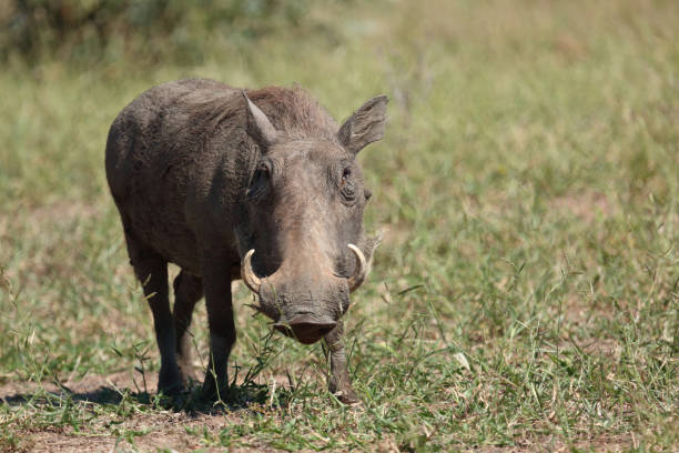istock Warzenschwein / Warthog / Phacochoerus africanus 2201360223
