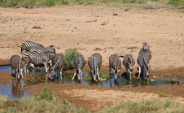 istock Steppenzebra / Burchell's zebra / Equus quagga burchellii 2201361622