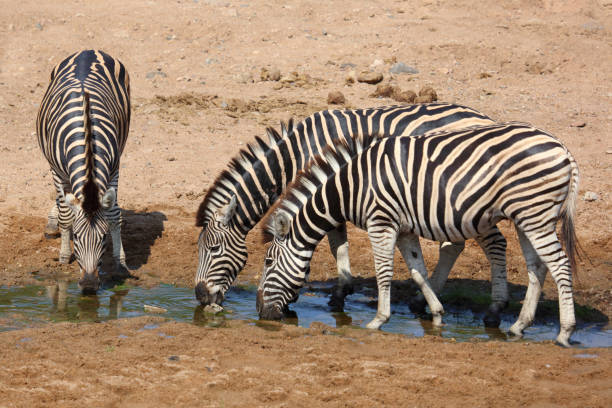 Steppenzebra / Burchell's zebra / Equus quagga burchellii