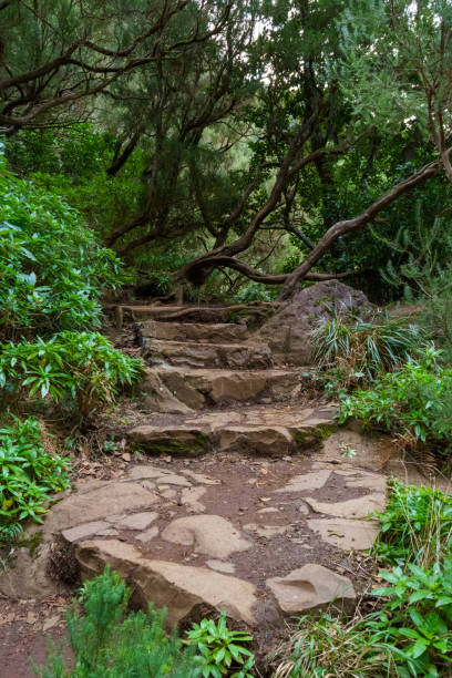 istock The rocky stairs through the green forest. 2201361710