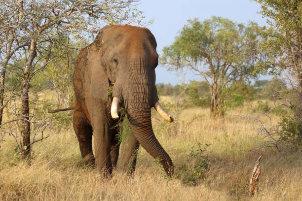 istock Afrikanischer Elefant / African elephant / Loxodonta africana 2201362240