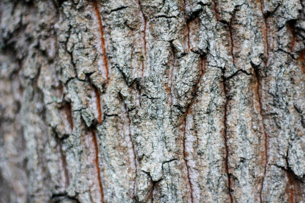istock Close-up of pine bark in the forest for a natural background 2201362285