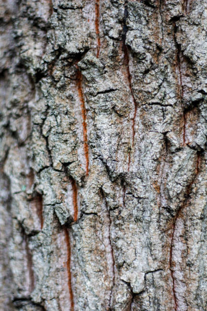 istock Close-up of pine bark in the forest for a natural background 2201362293