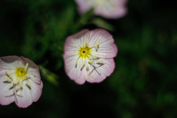 Close-up image of an evening primrose plant