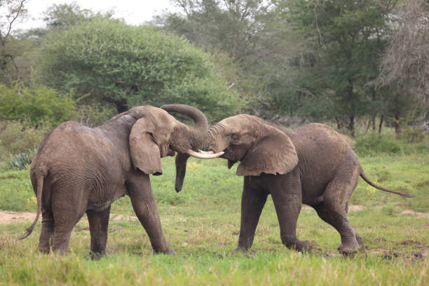 istock Afrikanischer Elefant / African elephant / Loxodonta africana 2201362695