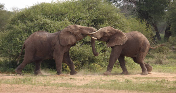 istock Afrikanischer Elefant / African elephant / Loxodonta africana 2201362710
