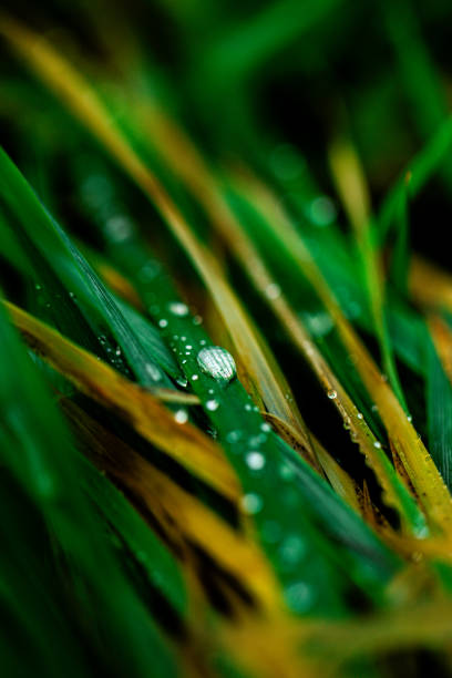A close up of a green grass field with dew drops on the grass. The dew drops are small and scattered throughout the field. Concept of calm and tranquility