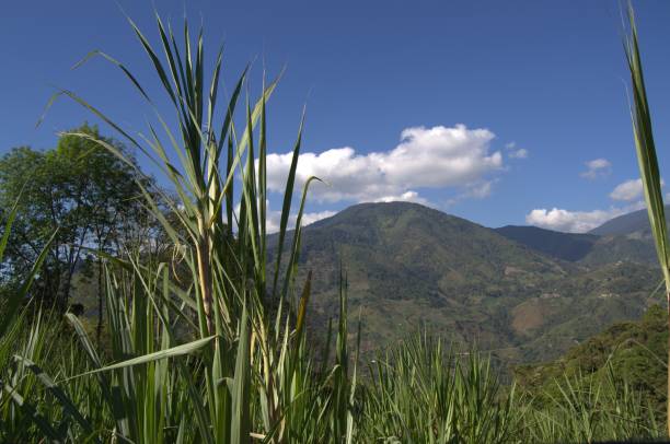istock Food in Tachira. 2201372983