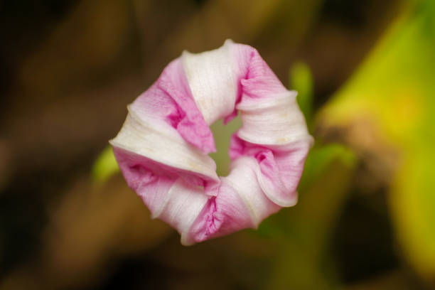 close up of pink flower