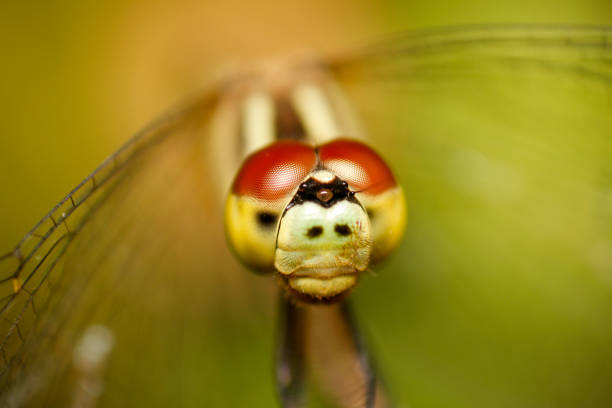 Very close-up of a dragonfly’s head