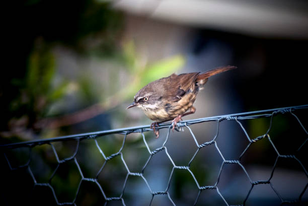 A young white browed scrubwren perched on a chicken wire fence, with its white eyebrow and pale iris.  It is widespread in Eastern Coastal Australia