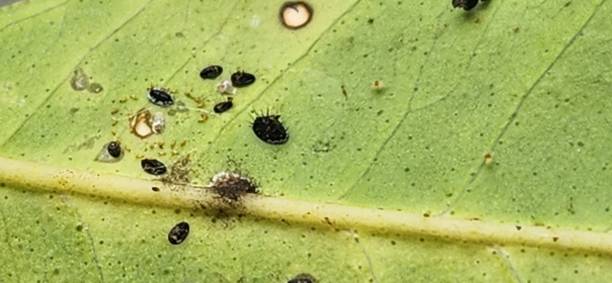 istock The combination of eggs, nymphs, and pupae in citrus black fly colonies can be devastating to plants. Effective management requires removing the pupae, as well as treatments to control the nymphs and prevent the hatching of new eggs, breaking the cycle. 2201380683