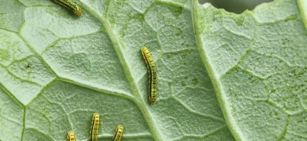 istock By feeding on leaves, the Ascia monuste caterpillar can compromise entire crops, posing a challenge for farmers trying to balance biological control and pollinator preservation in the ecosystem. 2201381017