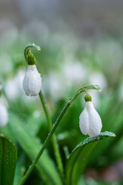 istock Snowdrop flowers blooming after the rain with water drops on petals 2201384637