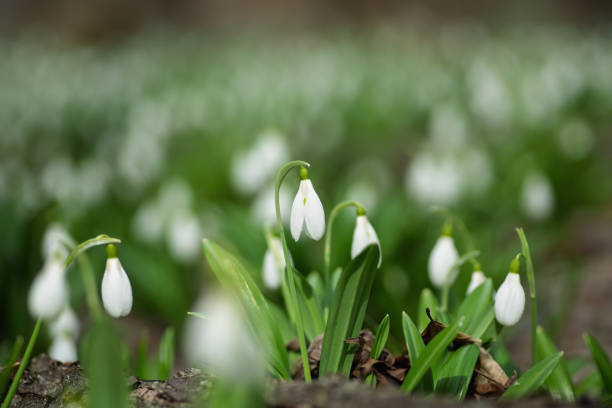 Beautiful white snowdrop flowers blooming in the forest, marking the arrival of spring