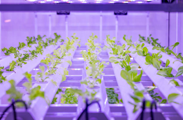 istock Indoor farm system raised plants on shelves growth with led light 2201384899