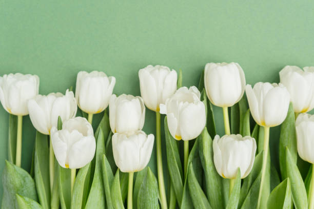 istock White tulips arranged on a soft green background for spring decor, Spring background , Place for a text 2201385173