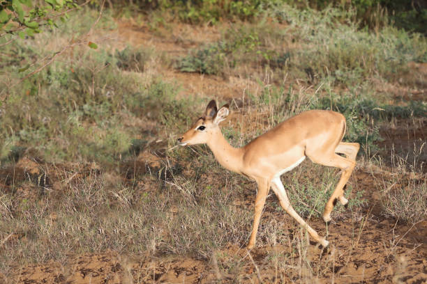 Schwarzfersenantilope / Impala / Aepyceros melampus