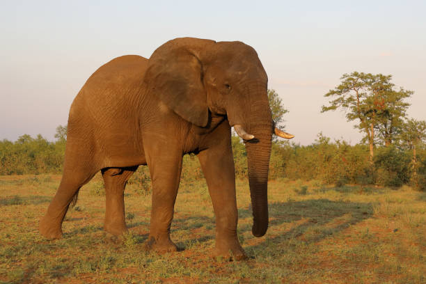 istock Afrikanischer Elefant / African elephant / Loxodonta africana 2201386753