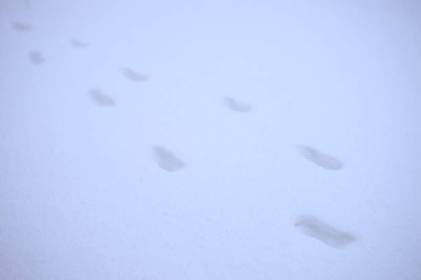 Animal paw prints in white snow.