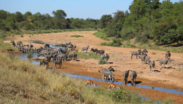 istock Steppenzebra im Tsendze River/ Burchell's zebra in Tsendze River / Equus quagga burchellii 2201387409