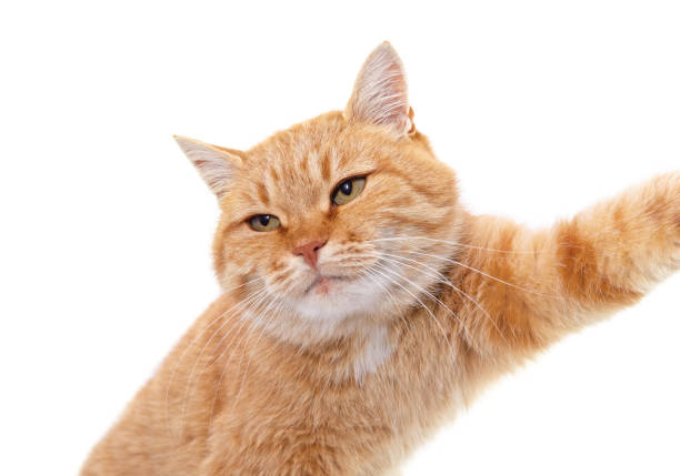 istock The cat poses as if taking a selfie. 2201387567