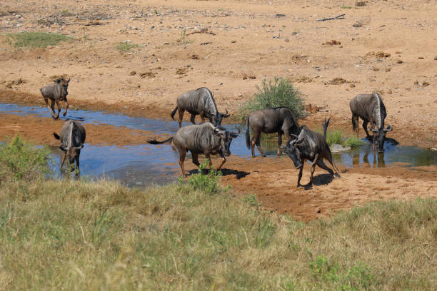 Streifengnu / Blue wildebeest / Connochaetes taurinus