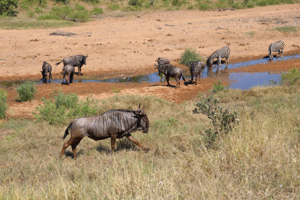 istock Streifengnu und Steppenzebra im Tsendze River/ Blue wildebeest and Burchell's zebra in Tsendze River / Connochaetes taurinus et Equus quagga burchellii 2201387865