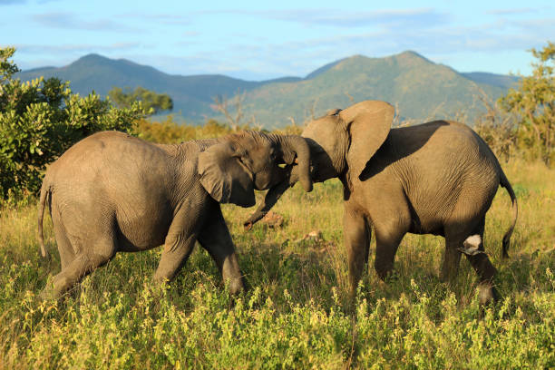 Afrikanischer Elefant / African elephant / Loxodonta africana