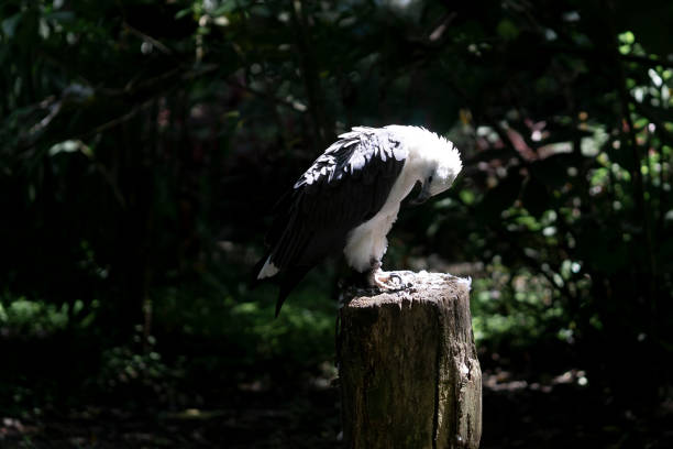 The Philippine Eagle, is the largest eagle in the world.  A critically endangered species of eagle of the family Accipitridae which is endemic to forests in the Philippines