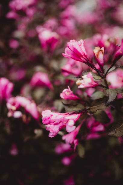 Close up of pink old fashioned weigela flower plant