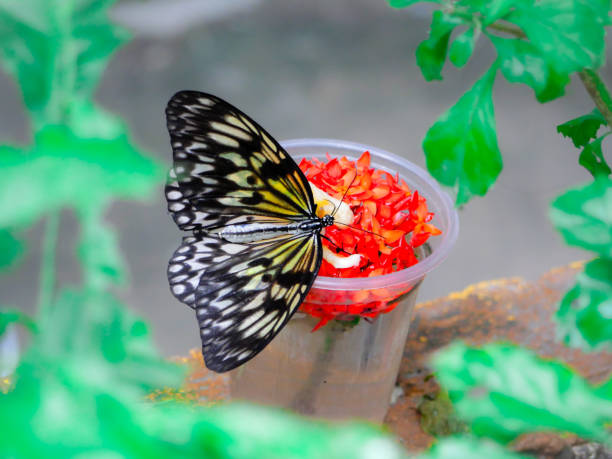 Detailed view of a butterfly with striking black and white patterns on its wings, perched on a small container filled with vibrant red blossoms.