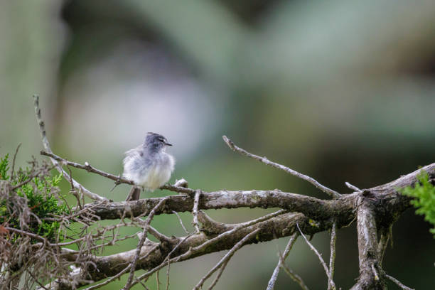 istock White crested Tyrannulet (Serpophaga subcristata) perched on a branch. 2201393493