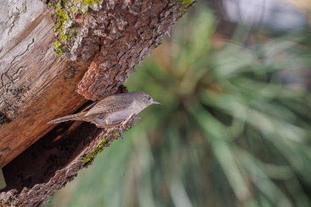 istock House Wren (Troglodytes aedon) between the bark of a tree. 2201393517