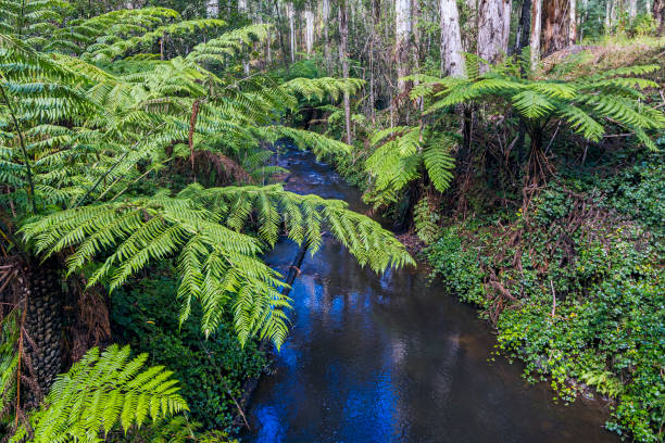 Lush green tree ferns with forest creek in summer: cyathea australis (Rough tree fern). Bunyip State Forest in Victoria amongst towering mountain ash trees (Eucalyptus regnans), the tallest of flowering plants. It's a sizzling hot summer in southern Australia but deep inside the mountain ash forests it is cooler with lush foliage a flowing streams.