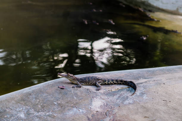 Baby Crocodile Stock Photo