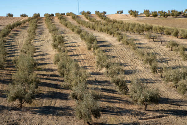 Aerial view of olive trees in Andalusia, Spain