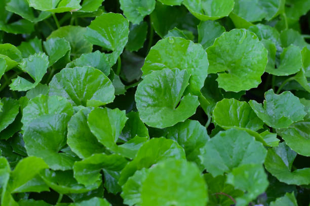 istock Green leaves of centella asiatica with rain drop (Gotu Kola) Fresh herb plant 2201401928