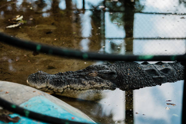 Salt Water Crocodile resting by it's pool. Butterfly Creek, Auckland, New Zealand
