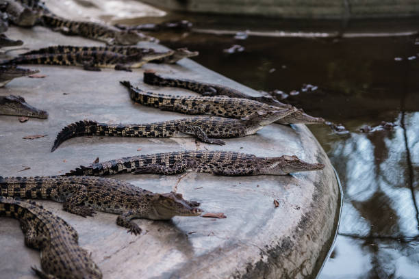 Baby Crocodile Stock Photo