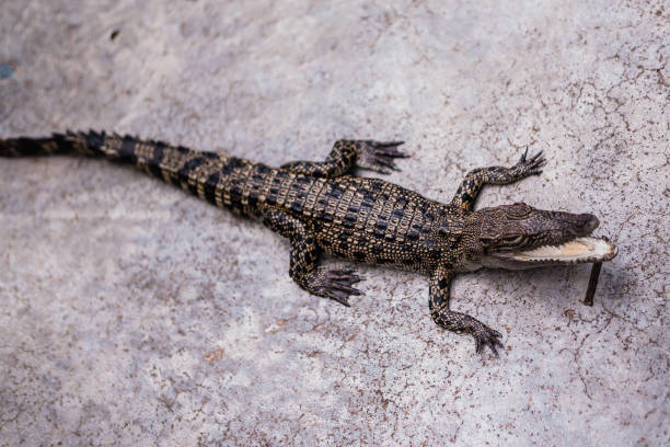 Baby Crocodile Stock Photo