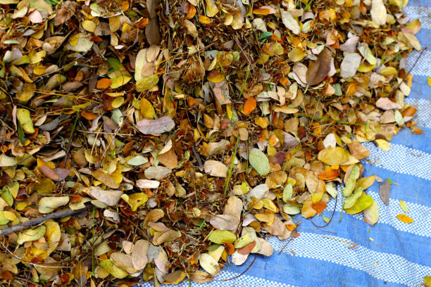 istock Brown dried leaves of rain tree. Dried leaves for composting 2201402138