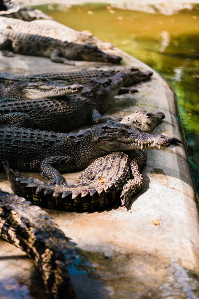 istock Crocodile Stock Photo 2201402152
