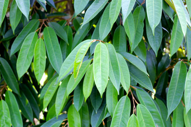 istock Durian tree in the garden 2201402227