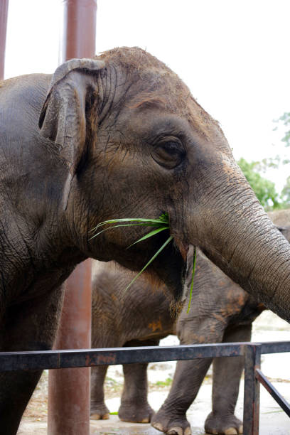 istock Thai elephant in the zoo 2201402315