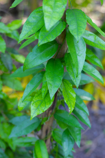 istock Fresh tiliacora triandra green leaves 2201402337