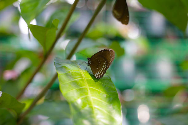 A beautiful butterfly in the garden