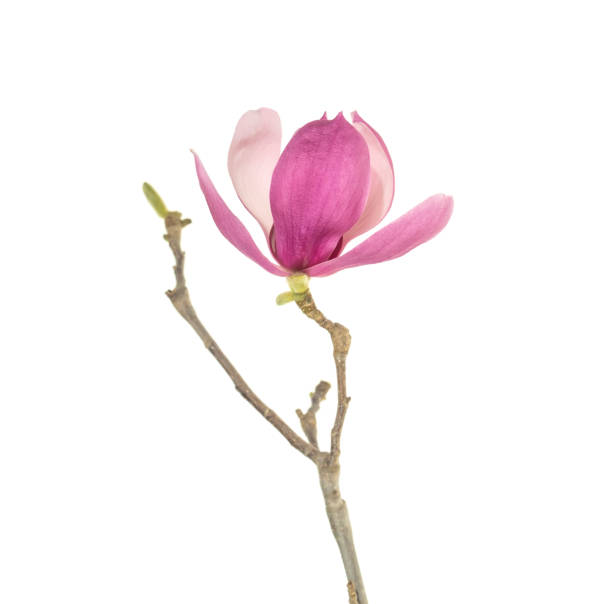 istock magnolia flowers isolated on white 2201402557